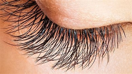 Les Meilleurs Ingrédients pour la Pousse des Cils